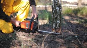 Professional Tree Removal and Landscaping Services in Highland, UT